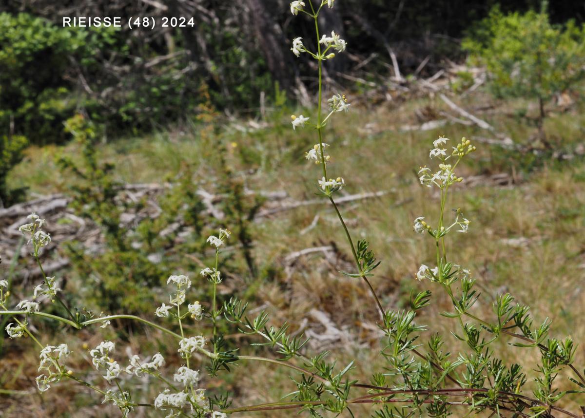 Bedstraw, (asparagus-leafed) plant